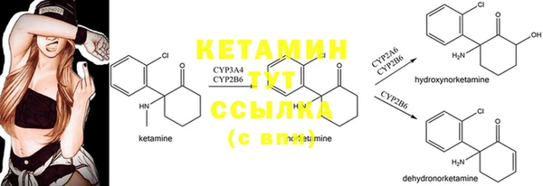 прущие грибы Корсаков